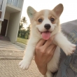 Pembroke-Welsh-Corgi-Puppies-For-Sale